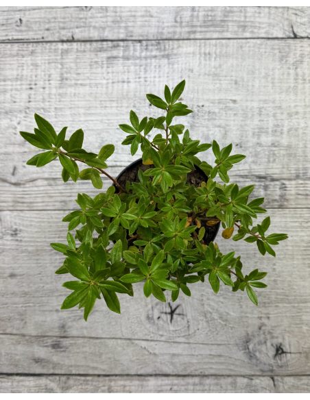 'Gristede' - różanecznik miniaturowy
Rhododendron impeditum 'Gristede' 'Gristede' - różanecznik miniaturowy
Rhododendron impeditum 'Gristede'