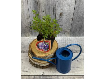 'Gristede' - różanecznik miniaturowy
Rhododendron impeditum 'Gristede' 2