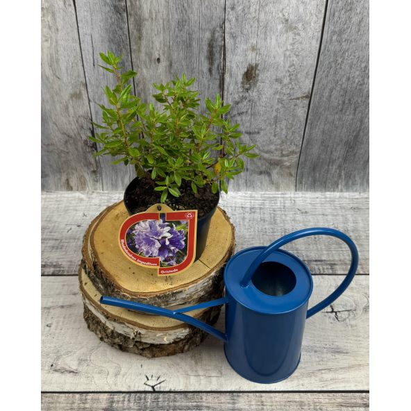 'Gristede' - różanecznik miniaturowy
Rhododendron impeditum 'Gristede'