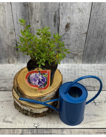 'Gristede' - różanecznik miniaturowy
Rhododendron impeditum 'Gristede' 'Gristede' - różanecznik miniaturowy
Rhododendron impeditum 'Gristede'