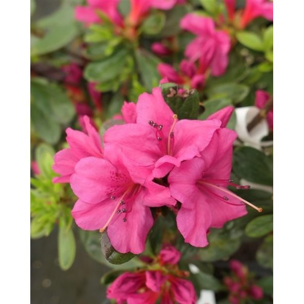 'Hong Kong' - azalia japońska
Rhododendron 'Hong Kong'