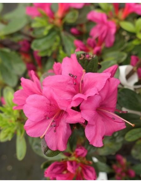 'Hong Kong' - azalia japońska
Rhododendron 'Hong Kong'