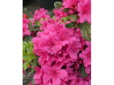 'Hong Kong' - azalia japońska
Rhododendron 'Hong Kong'