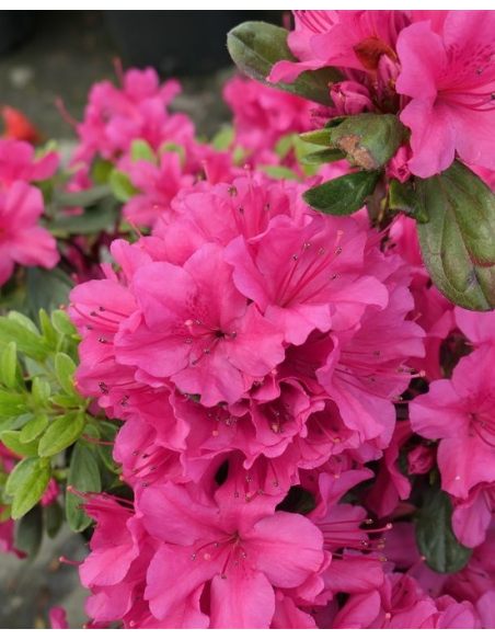 'Hong Kong' - azalia japońska
Rhododendron 'Hong Kong'