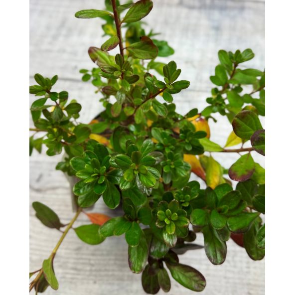 'Hong Kong' - azalia japońska
Rhododendron 'Hong Kong'