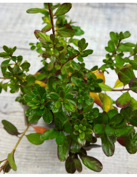 'Hong Kong' - azalia japońska
Rhododendron 'Hong Kong'