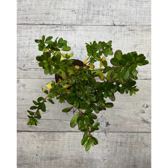 'Hong Kong' - azalia japońska
Rhododendron 'Hong Kong'