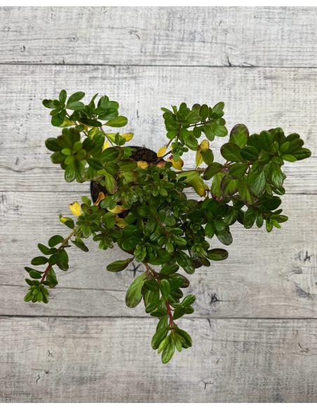 'Hong Kong' - azalia japońska
Rhododendron 'Hong Kong'