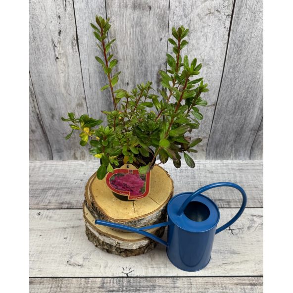 'Hong Kong' - azalia japońska
Rhododendron 'Hong Kong'