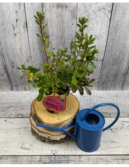 'Hong Kong' - azalia japońska
Rhododendron 'Hong Kong'