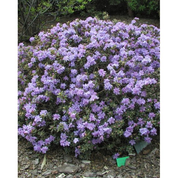 impeditum xhybridum- krzyżówka różanecznika miniaturowego z hybrydą
Rhododendron impeditum xhybridum