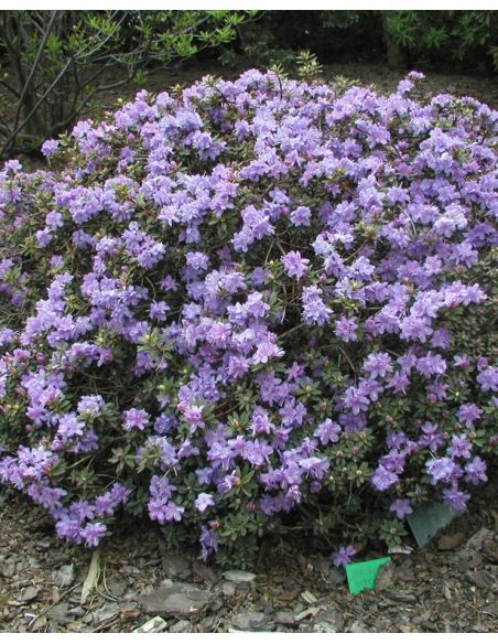 impeditum xhybridum- krzyżówka różanecznika miniaturowego z hybrydą
Rhododendron impeditum xhybridum impeditum xhybridum- krzyżówka różanecznika miniaturowego z hybrydą
Rhododendron impeditum xhybridum