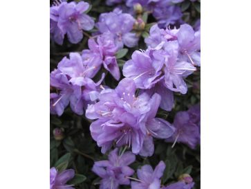 impeditum xhybridum- krzyżówka różanecznika miniaturowego z hybrydą
Rhododendron impeditum xhybridum