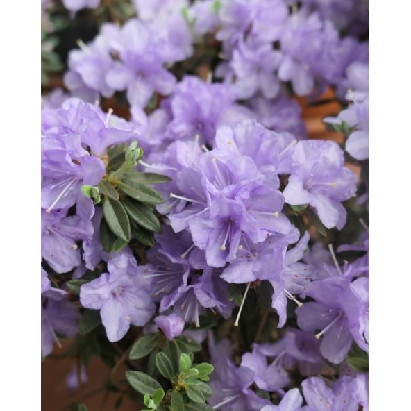 impeditum xhybridum- krzyżówka różanecznika miniaturowego z hybrydą
Rhododendron impeditum xhybridum