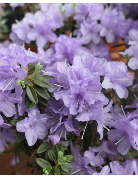 impeditum xhybridum- krzyżówka różanecznika miniaturowego z hybrydą
Rhododendron impeditum xhybridum impeditum xhybridum- krzyżówka różanecznika miniaturowego z hybrydą
Rhododendron impeditum xhybridum