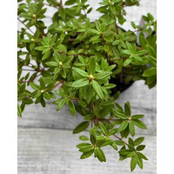 impeditum xhybridum- krzyżówka różanecznika miniaturowego z hybrydą
Rhododendron impeditum xhybridum