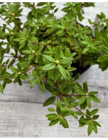 impeditum xhybridum- krzyżówka różanecznika miniaturowego z hybrydą
Rhododendron impeditum xhybridum impeditum xhybridum- krzyżówka różanecznika miniaturowego z hybrydą
Rhododendron impeditum xhybridum