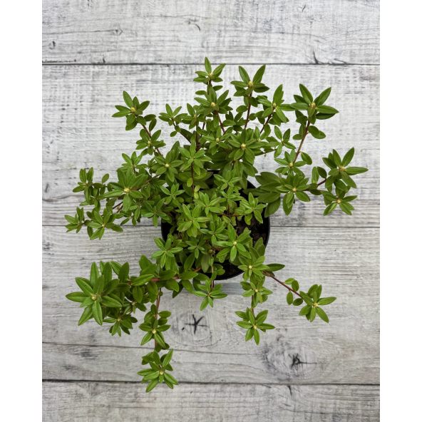 impeditum xhybridum- krzyżówka różanecznika miniaturowego z hybrydą
Rhododendron impeditum xhybridum