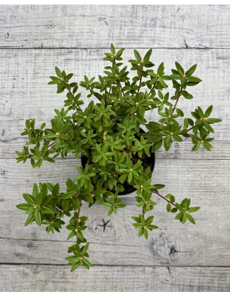 impeditum xhybridum- krzyżówka różanecznika miniaturowego z hybrydą
Rhododendron impeditum xhybridum impeditum xhybridum- krzyżówka różanecznika miniaturowego z hybrydą
Rhododendron impeditum xhybridum