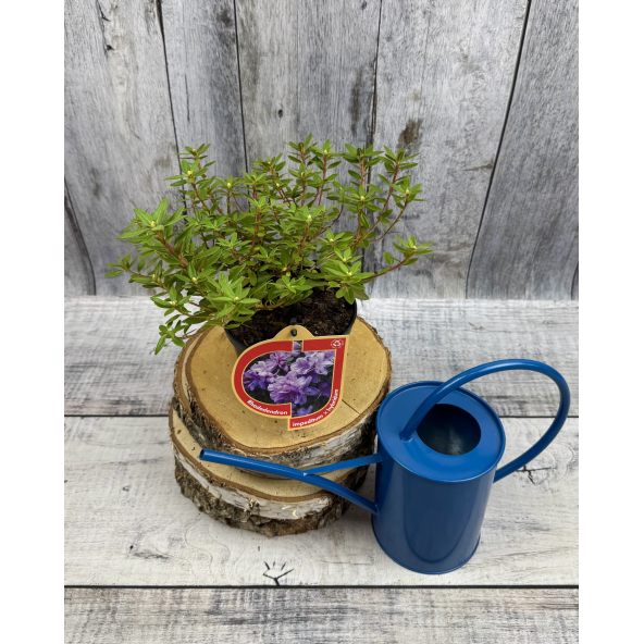 impeditum xhybridum- krzyżówka różanecznika miniaturowego z hybrydą
Rhododendron impeditum xhybridum