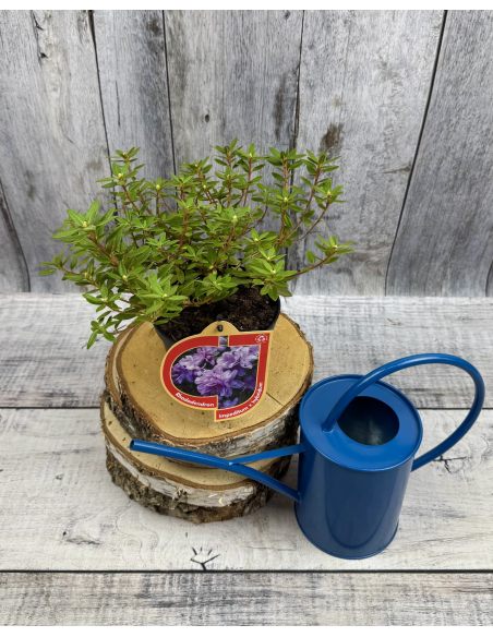 impeditum xhybridum- krzyżówka różanecznika miniaturowego z hybrydą
Rhododendron impeditum xhybridum impeditum xhybridum- krzyżówka różanecznika miniaturowego z hybrydą
Rhododendron impeditum xhybridum