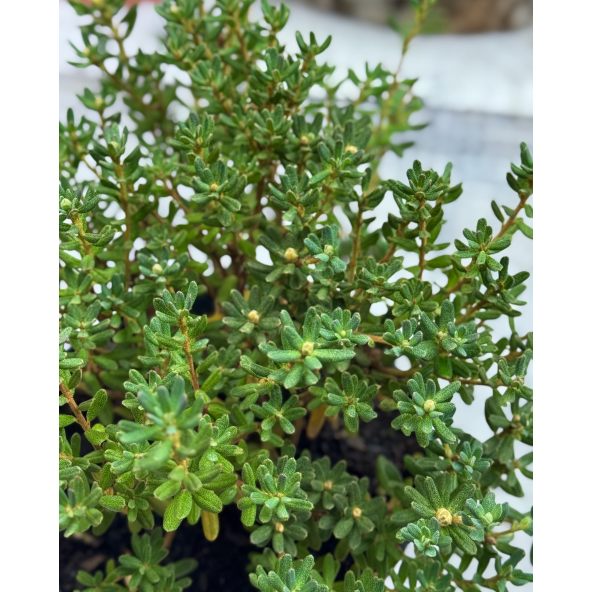 'Intrifast' - różanecznik miniaturowy
Rhododendron impeditum 'Intrifast'