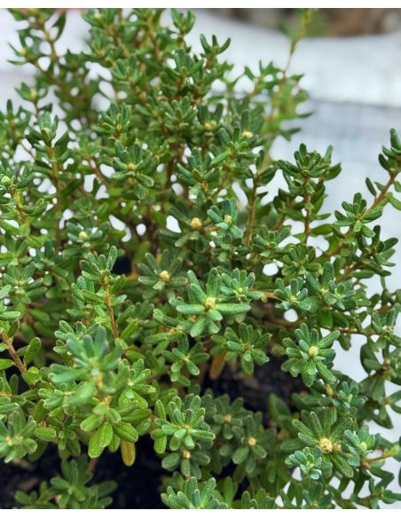 'Intrifast' - różanecznik miniaturowy
Rhododendron impeditum 'Intrifast' 'Intrifast' - różanecznik miniaturowy
Rhododendron impeditum 'Intrifast'