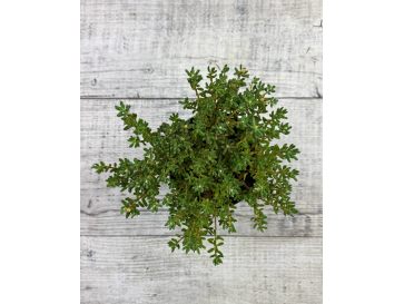 'Intrifast' - różanecznik miniaturowy
Rhododendron impeditum 'Intrifast' 2