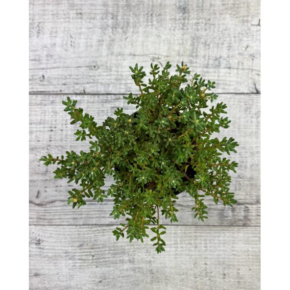 'Intrifast' - różanecznik miniaturowy
Rhododendron impeditum 'Intrifast'