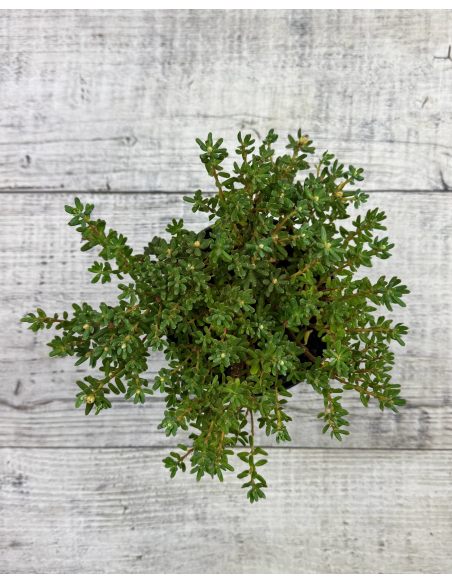 'Intrifast' - różanecznik miniaturowy
Rhododendron impeditum 'Intrifast' 'Intrifast' - różanecznik miniaturowy
Rhododendron impeditum 'Intrifast'