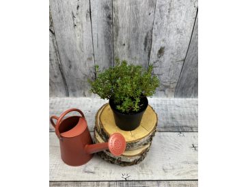 'Intrifast' - różanecznik miniaturowy
Rhododendron impeditum 'Intrifast'