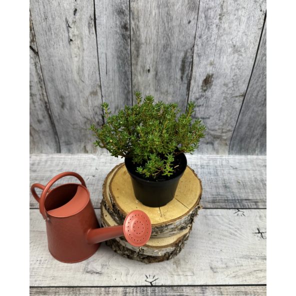 'Intrifast' - różanecznik miniaturowy
Rhododendron impeditum 'Intrifast'