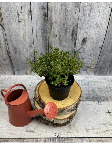 'Intrifast' - różanecznik miniaturowy
Rhododendron impeditum 'Intrifast' 'Intrifast' - różanecznik miniaturowy
Rhododendron impeditum 'Intrifast'