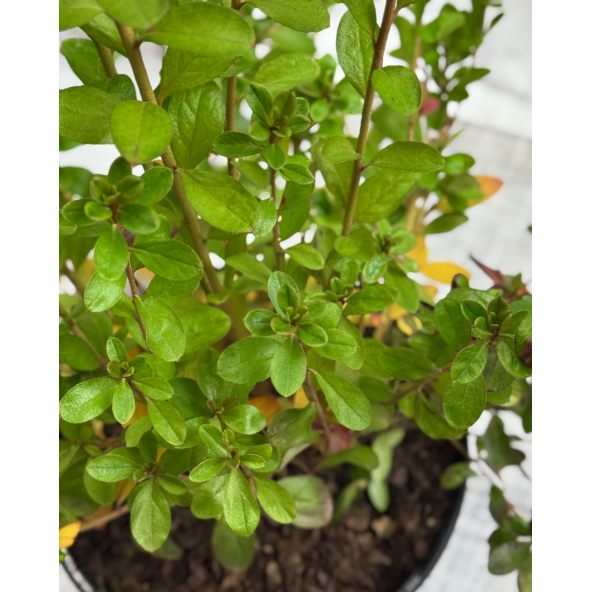 'Javořice' PBR - Azalia japońska
Rhododendron 'Javořice' PBR
['Kermesinum Rosé' × ('Veltrusy' × 'Kleopatra')]