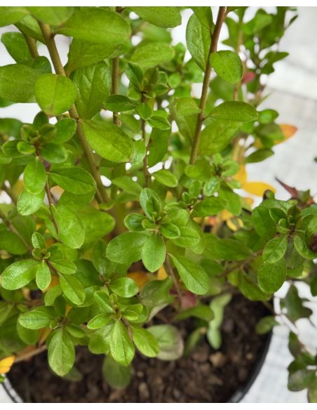 'Javořice' PBR - Azalia japońska
Rhododendron 'Javořice' PBR
['Kermesinum Rosé' × ('Veltrusy' × 'Kleopatra')]