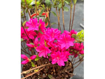 'Javořice' PBR - Azalia japońska
Rhododendron 'Javořice' PBR
['Kermesinum Rosé' × ('Veltrusy' × 'Kleopatra')]