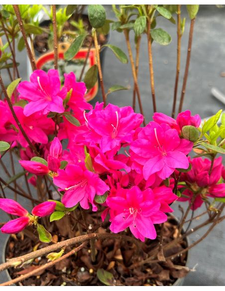 'Javořice' PBR - Azalia japońska
Rhododendron 'Javořice' PBR
['Kermesinum Rosé' × ('Veltrusy' × 'Kleopatra')]