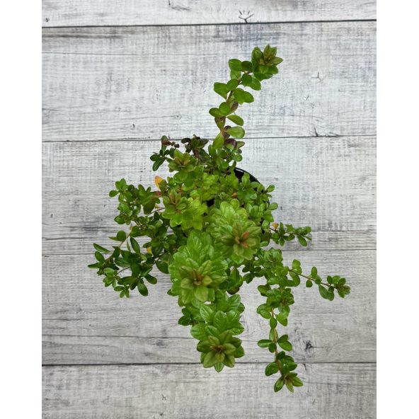 'Javořice' PBR - Azalia japońska
Rhododendron 'Javořice' PBR
['Kermesinum Rosé' × ('Veltrusy' × 'Kleopatra')]