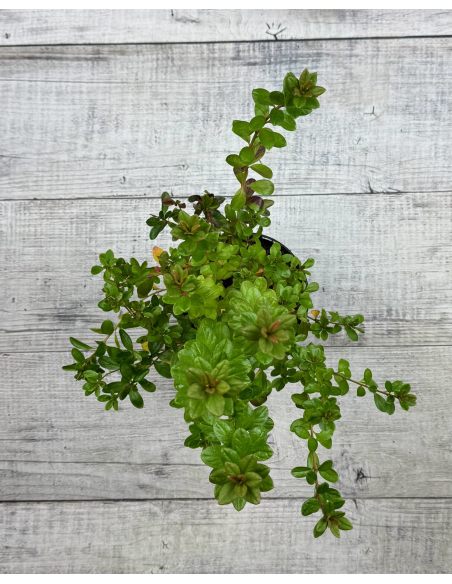 'Javořice' PBR - Azalia japońska
Rhododendron 'Javořice' PBR
['Kermesinum Rosé' × ('Veltrusy' × 'Kleopatra')]