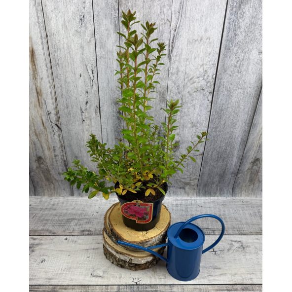 'Javořice' PBR - Azalia japońska
Rhododendron 'Javořice' PBR
['Kermesinum Rosé' × ('Veltrusy' × 'Kleopatra')]