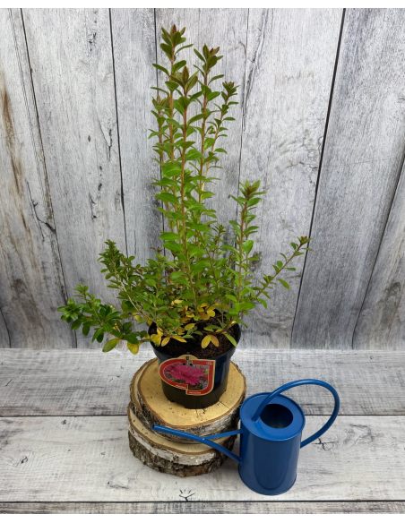 'Javořice' PBR - Azalia japońska
Rhododendron 'Javořice' PBR
['Kermesinum Rosé' × ('Veltrusy' × 'Kleopatra')]