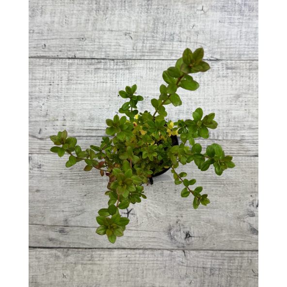 'Javořice' PBR - Azalia japońska
Rhododendron 'Javořice' PBR
['Kermesinum Rosé' × ('Veltrusy' × 'Kleopatra')]