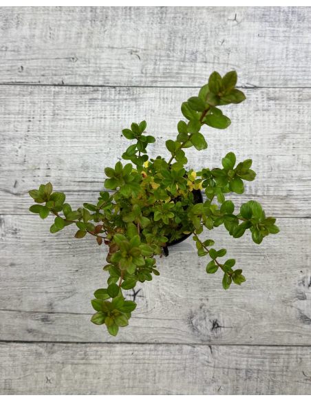 'Javořice' PBR - Azalia japońska
Rhododendron 'Javořice' PBR
['Kermesinum Rosé' × ('Veltrusy' × 'Kleopatra')]