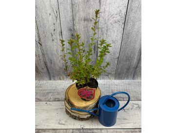 'Javořice' PBR - Azalia japońska
Rhododendron 'Javořice' PBR
['Kermesinum Rosé' × ('Veltrusy' × 'Kleopatra')] 2