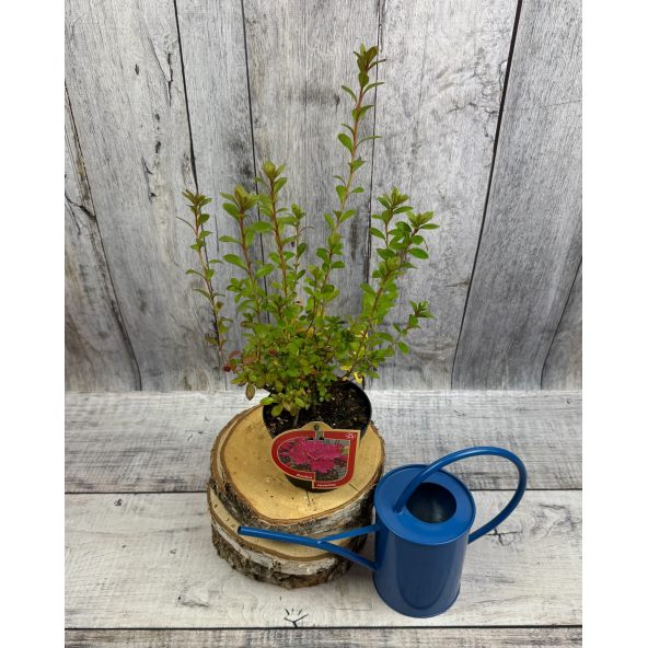 'Javořice' PBR - Azalia japońska
Rhododendron 'Javořice' PBR
['Kermesinum Rosé' × ('Veltrusy' × 'Kleopatra')]