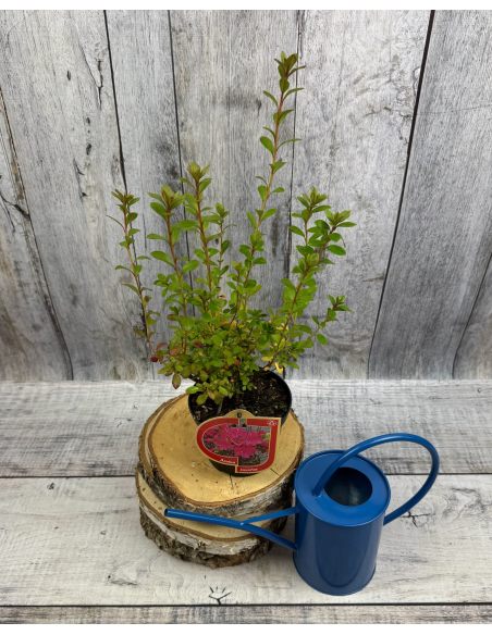 'Javořice' PBR - Azalia japońska
Rhododendron 'Javořice' PBR
['Kermesinum Rosé' × ('Veltrusy' × 'Kleopatra')]