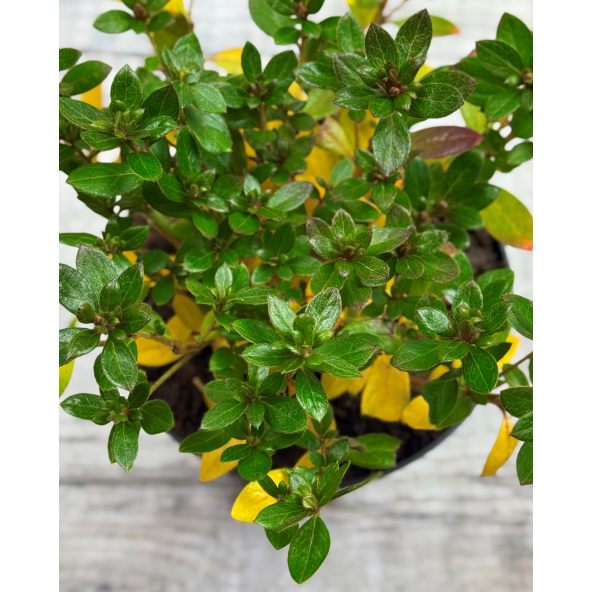 'Jessica' - azalia japońska
Rhododendron 'Jessica'