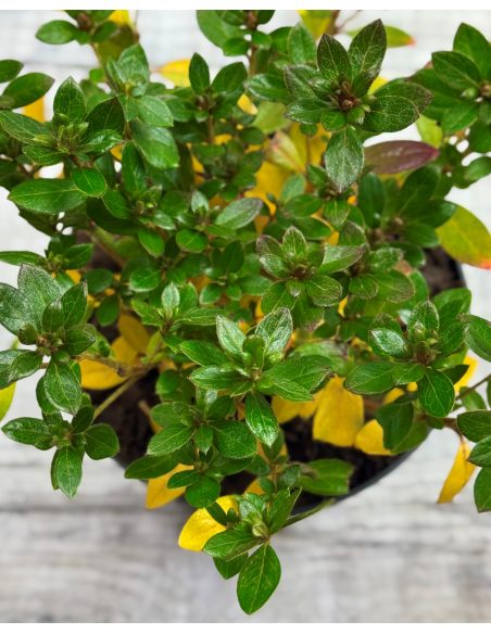 'Jessica' - azalia japońska
Rhododendron 'Jessica'