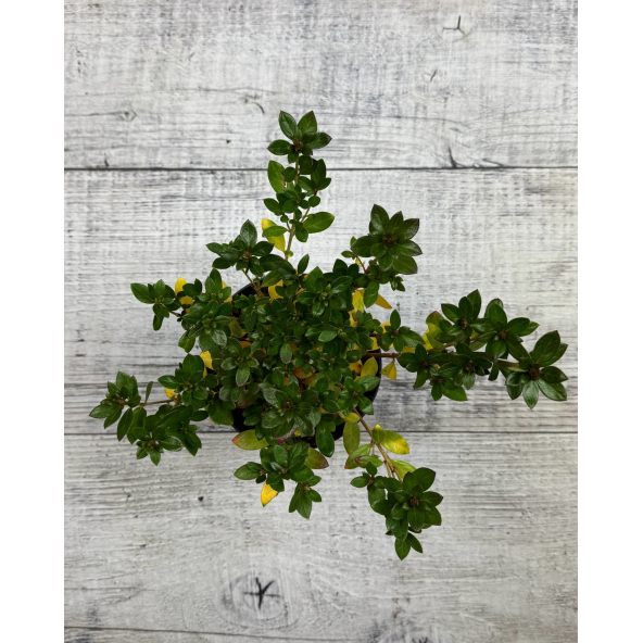 'Jessica' - azalia japońska
Rhododendron 'Jessica'