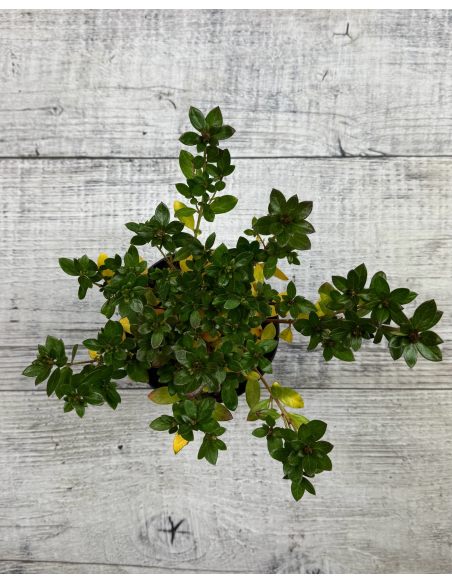 'Jessica' - azalia japońska
Rhododendron 'Jessica'